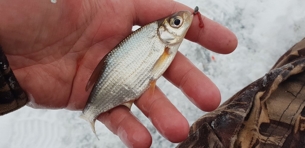 ловля на мормышку для начинающих 00002.JPG